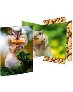 Carton à Dessin à élastique - A3 - Écureuil RNK Verlag